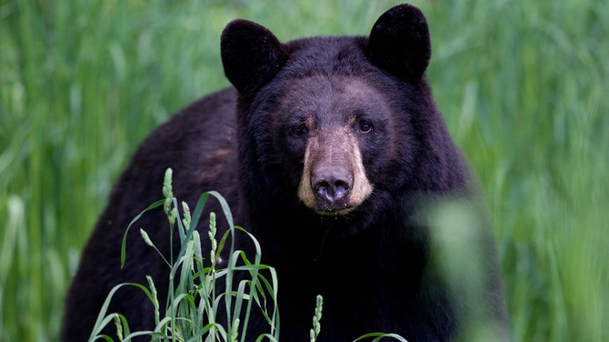 Arkansas man, 72, mauled by 70-pound bear, hospitalized with 'extensive' injuries
