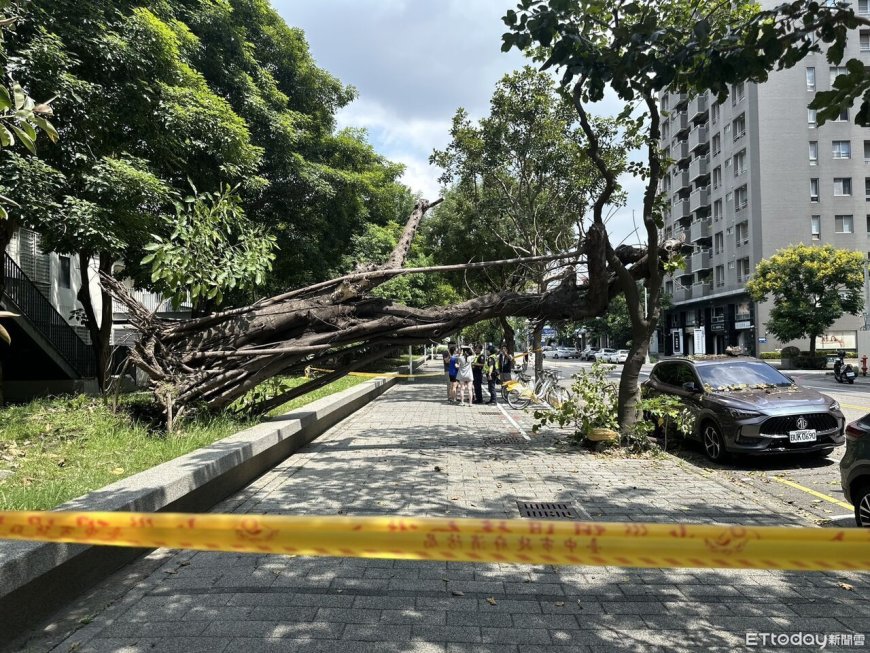 快訊／台中迪卡儂店前8米樹突倒塌！無風雨...車主停半小時中招