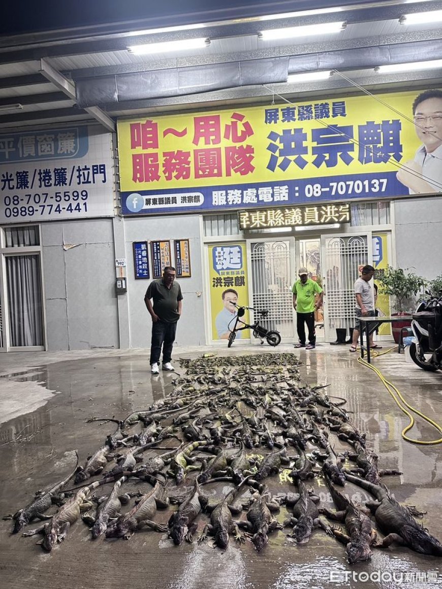 綠鬣蜥噴發！集體衝紅豆田吃Buffet　1夜逮140隻屏東農民崩潰　