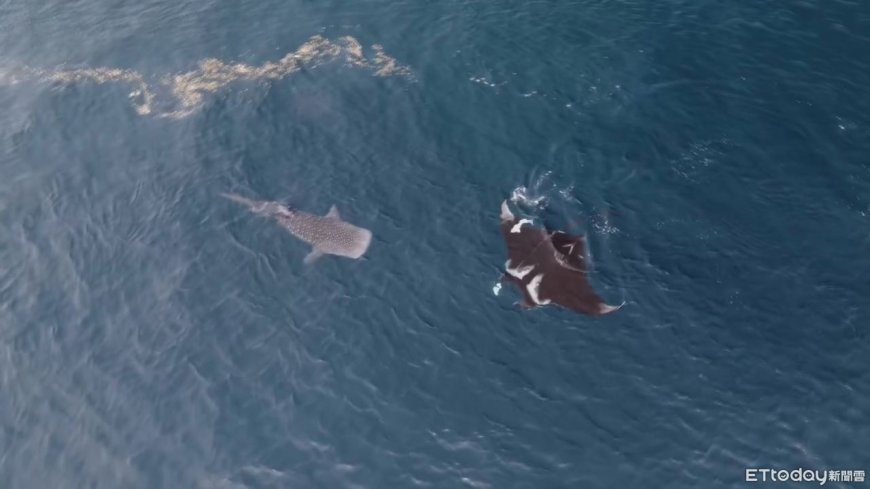 澎湖海域「鬼蝠魟同框鯨鯊」罕見畫面曝　牠纏繩掙扎志工急解救