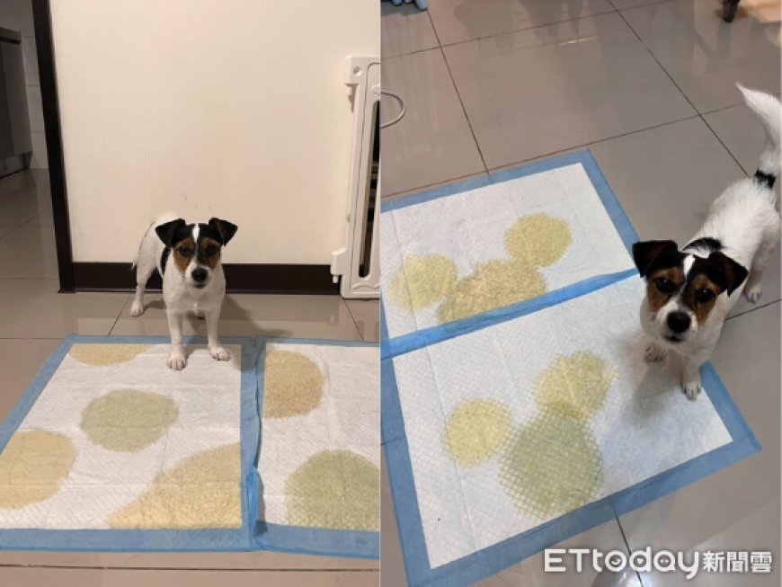 致敬日藝術家！傑克羅素㹴尿墊當畫布　鋪滿圓點還巧妙留白