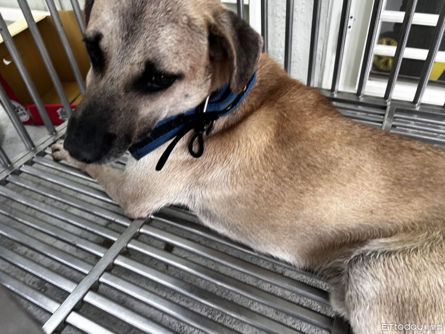 郵差斷指接回了！基隆恐怖惡犬「掃嘸晶片」　飼主至今神隱未現身