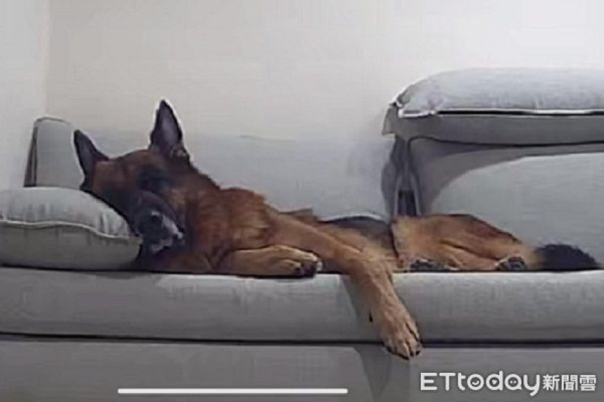 飼主買沙發「結果都狗在睡」　還猛挖軟墊擔任壓力測試員