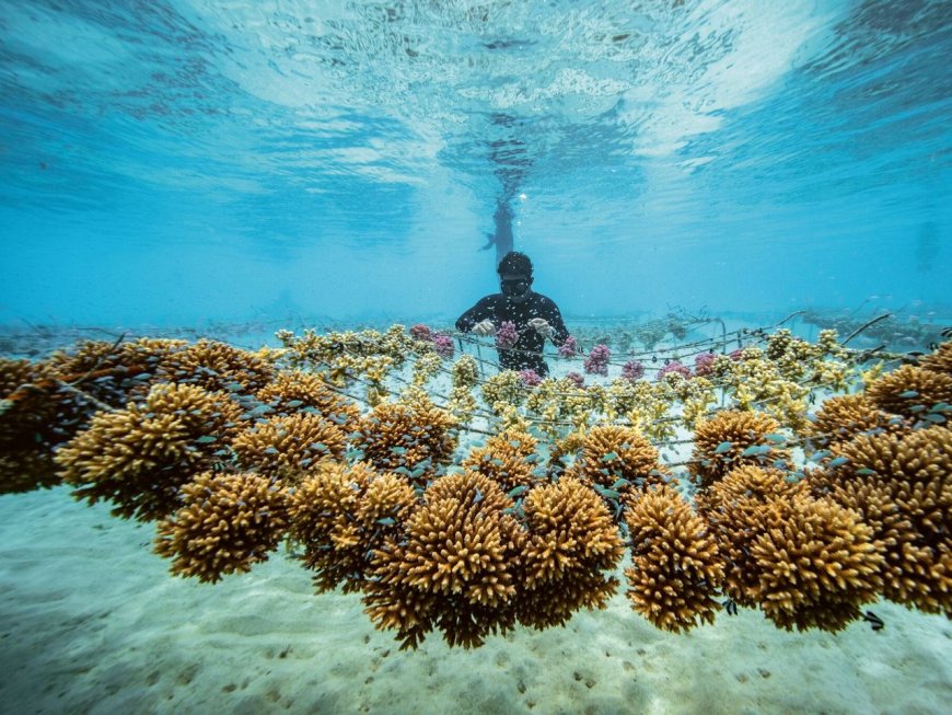 風Luxury／勞力士製錶與永續發展都當領頭羊　助「珊瑚媽媽」復育