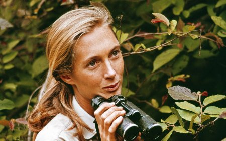 Conservationist Jane Goodall Dead at Age 91 Amid Speaking Tour