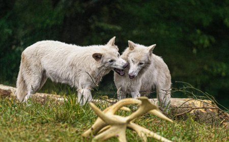 Colossal Throws Wild Birthday Party For Romulus And Remus The Dire Wolves