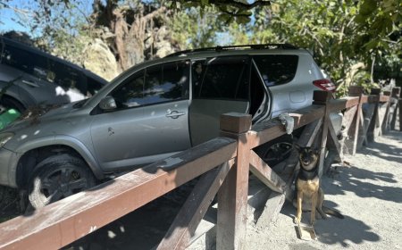 1500坪「內建火車」民宿毀了！小狗困漂漂車...9天沒吃奇蹟生還