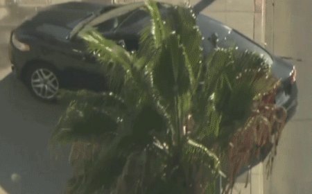 Los Angeles City Hall evacuated after car travels into steps, sidewalk in front of building; driver in custody