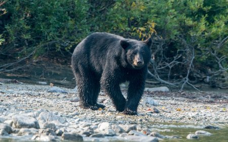 Man dies in likely bear attack at Arkansas campsite days after sending photos of animal to family