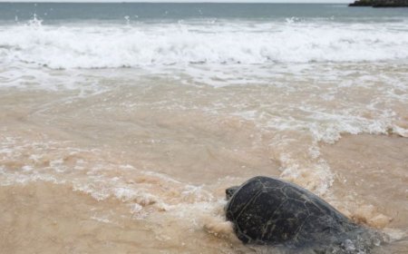 非洲海岸线受海洋热浪影响最为严重