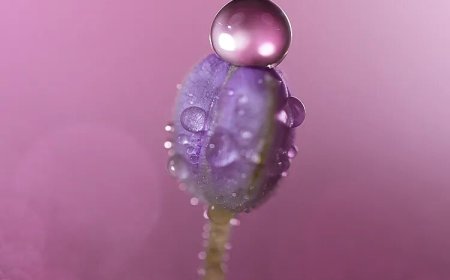 索尼发布首款 G 大师微距镜头 FE 100mm F2.8 Macro GM OSS，9299 元