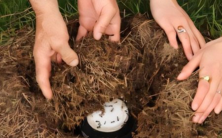 蚂蚁酸奶：古老的土耳其食谱经科学改良后重新焕发新生