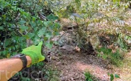 獨／男攀東卯山東南稜失聯47天成乾屍　跑山獸：跌落時應已罹難