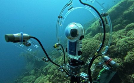 创新工具：通过声音识别鱼类身份