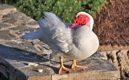 高雄男輾死擋路鴨！飼主崩潰提告　法官重判拘役20天+罰20萬