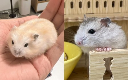 帶倉鼠回家「布丁變灰丁」！　判若兩鼠奴才苦笑：可以退貨嗎？