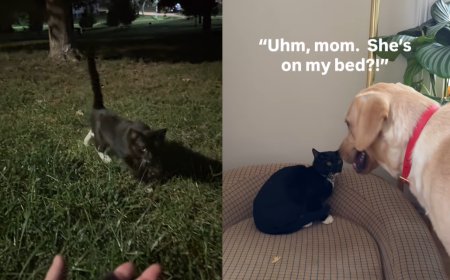 狗狗聞紙袋聽到「喵～」嚇到跳起來　回家被搶床超無奈