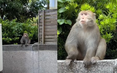 台灣獼猴悠閒逛內湖科學園區　目擊驚呼：牠肥嘟嘟的