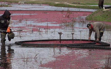 Rising production costs push cranberry farmers to retire bogs