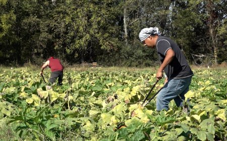 Drought conditions leave pumpkin farmers with empty fields and smaller crops