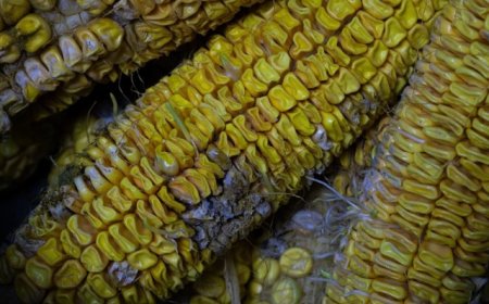 连阴雨致黄淮海秋收延迟，农户：成熟玉米出现霉变价跌