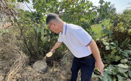 鹿港8棵大葉欖仁樹一夜遭「斷頭」 警鎖定「電鋸」小貨車追緝中
