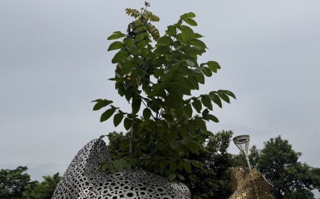 火焰木穿鋼鐵長成「雙枝撐頂」！　水道博物館貓雕像上演生命奇蹟