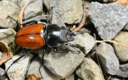 來到臺灣百萬年，山脈與冰河怎麼形塑紅圓翅鍬形蟲的DNA分歧和混血