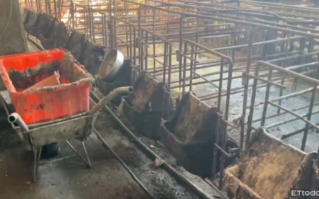 台中豬瘟案情大逆轉！獸醫、獸醫佐都沒去　「電話問診」內幕曝