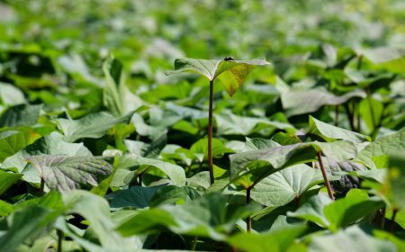 營養師激推「瘦瘦菜」便宜好取得　有助調節血糖、控制食慾
