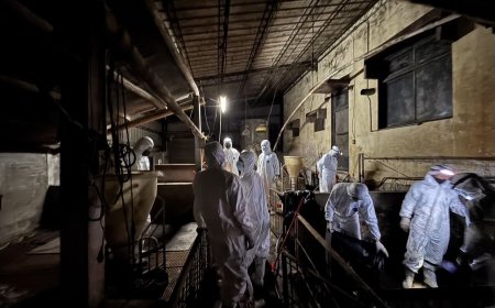 快訊／豬瘟疫情鎖在台中！全台高風險場所皆陰性　案主家檢測出爐