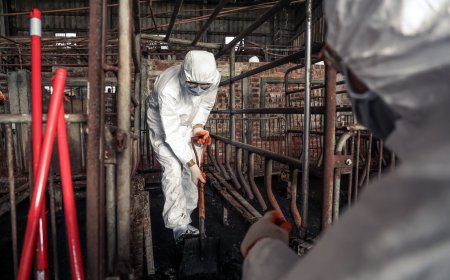 清消失敗！豬農家三度採陽「大門車子皆陽性」　豬場淤泥厚達10cm