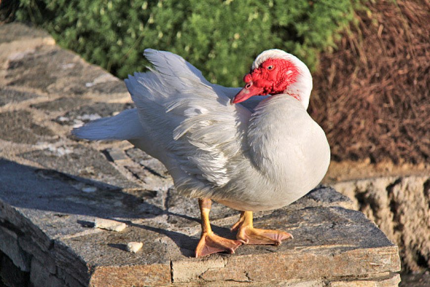 高雄男輾死擋路鴨！飼主崩潰提告　法官重判拘役20天+罰20萬