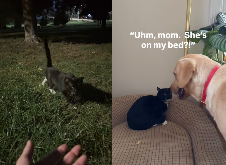 狗狗聞紙袋聽到「喵～」嚇到跳起來　回家被搶床超無奈