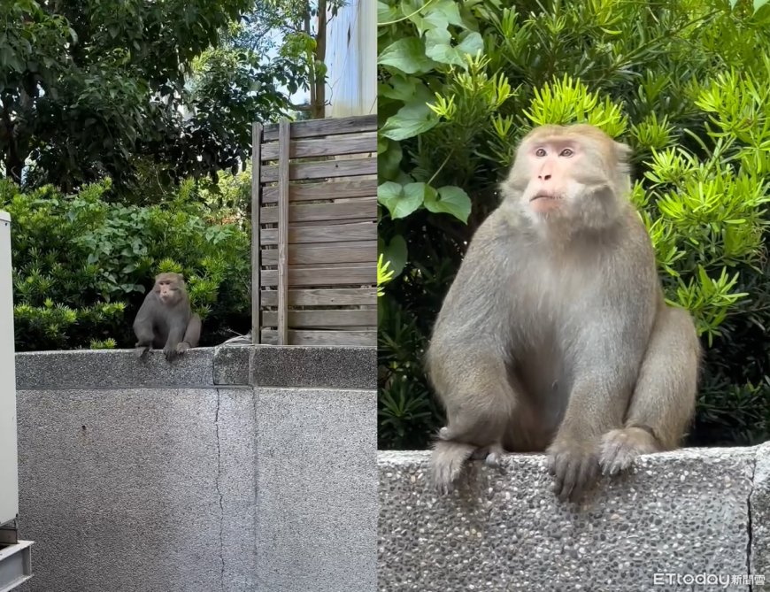 台灣獼猴悠閒逛內湖科學園區　目擊驚呼：牠肥嘟嘟的