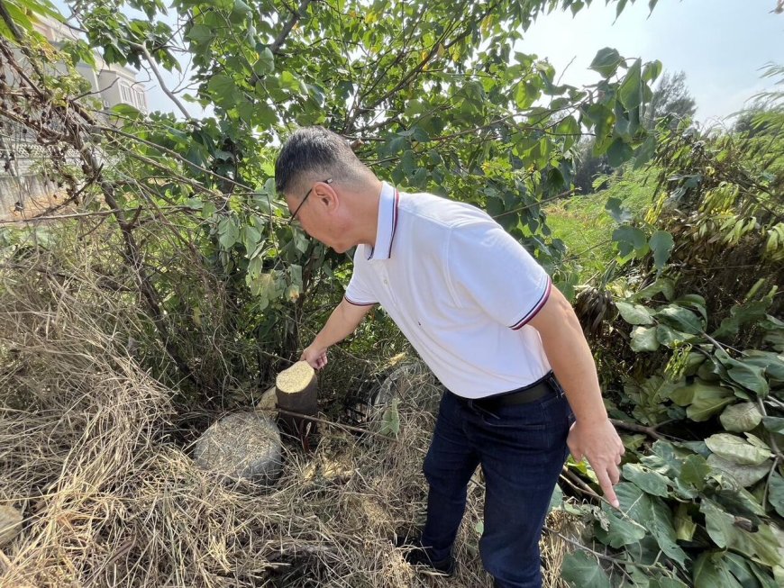 鹿港8棵大葉欖仁樹一夜遭「斷頭」 警鎖定「電鋸」小貨車追緝中