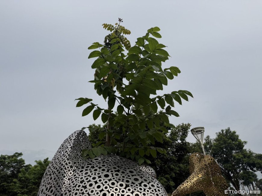 火焰木穿鋼鐵長成「雙枝撐頂」！　水道博物館貓雕像上演生命奇蹟