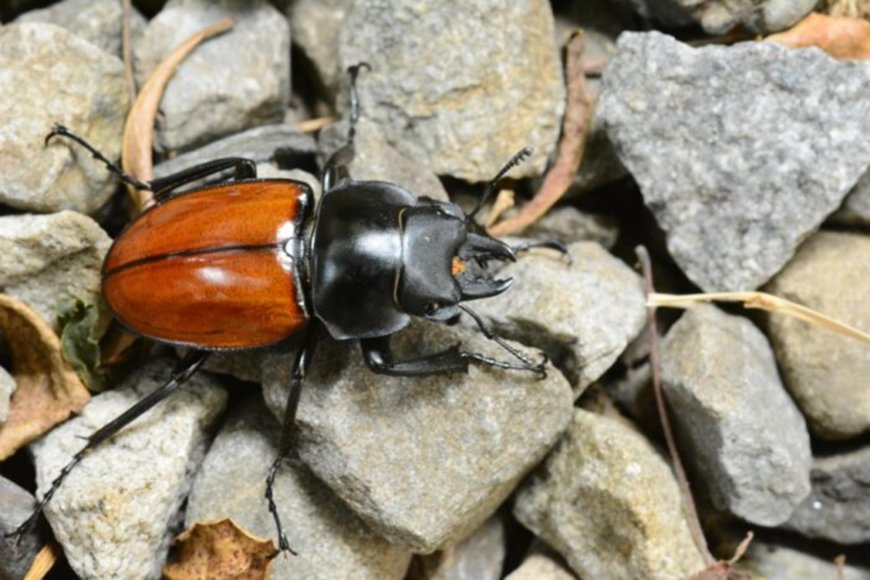來到臺灣百萬年，山脈與冰河怎麼形塑紅圓翅鍬形蟲的DNA分歧和混血