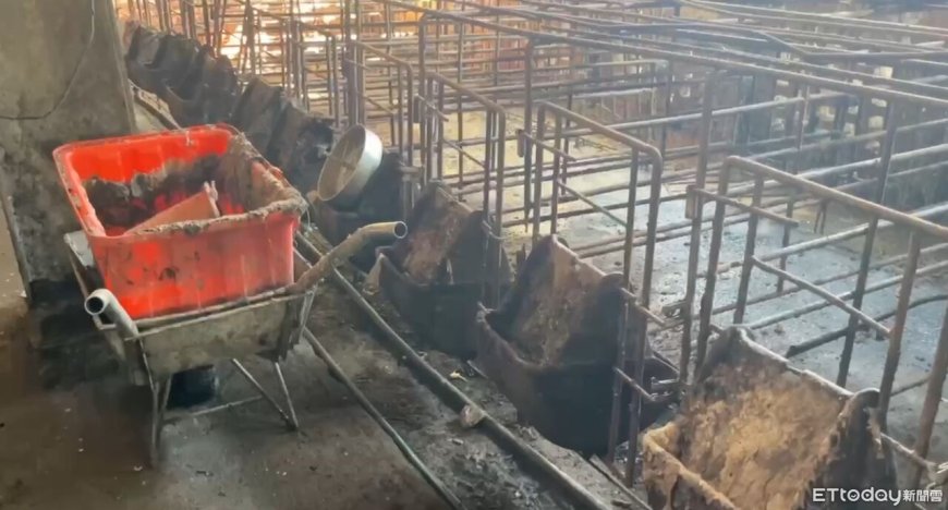 台中豬瘟案情大逆轉！獸醫、獸醫佐都沒去　「電話問診」內幕曝