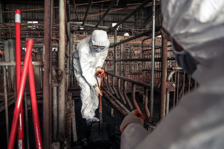 清消失敗！豬農家三度採陽「大門車子皆陽性」　豬場淤泥厚達10cm