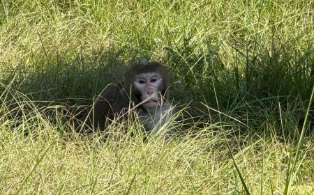 Escaped monkey captured by authorities days after truck crash flips vehicle in Mississippi