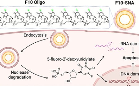 科学家重构常见抗癌药物：使其疗效提升两万倍，同时副作用更少