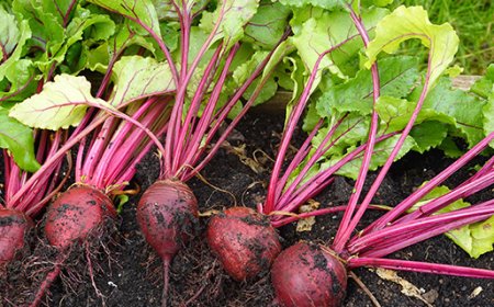 95%甜菜种子靠进口，战略物资白糖会被卡脖子吗？