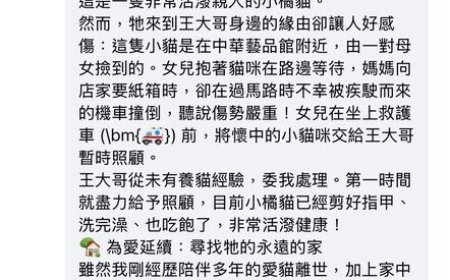 老婦撿浪貓闖斑馬線…遭2機車撞飛身亡！兒全程目睹驚悚畫面
