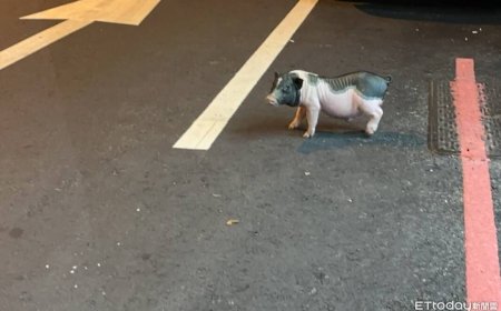 飼主慘了！太平寵物豬半夜逛大街　動保處：最重可罰100萬