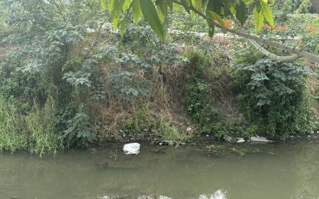 快訊／小羊暴斃憂被誤傳染豬瘟！阿伯溪邊棄屍　不慎滑倒摔死