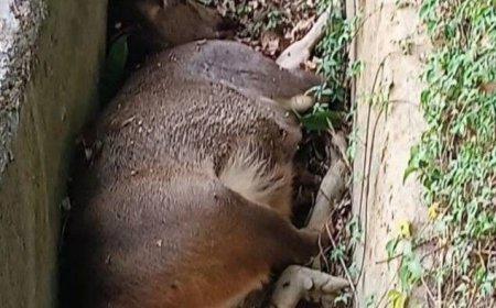 彰化二水驚見百公斤水鹿暴斃水溝　動防所：牛羊鹿不會感染豬瘟