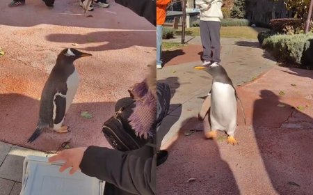 這也能養？哈爾濱女子社區中庭「遛企鵝」　居民看傻圍觀