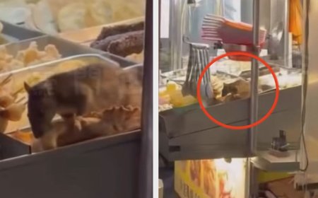 料理鼠王嘉義版！30cm大老鼠鹹酥雞攤忘情狂吃　崩潰畫面曝