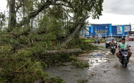 菲律宾评估台风“凤凰”造成的损失